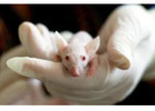 Protect Your Property with Expert Rat Removal Melbourne